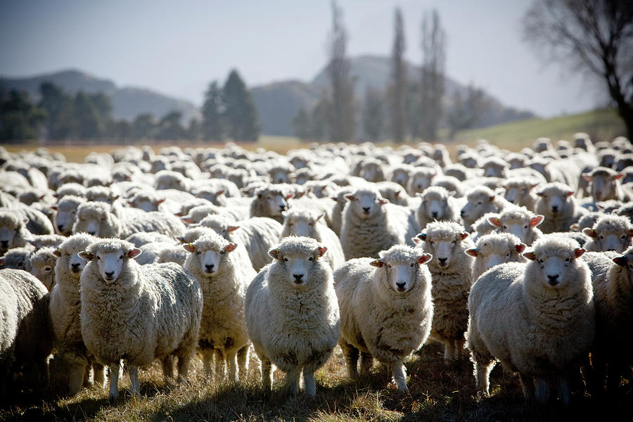 Sheep In Field Photograph by Steve Casimiro