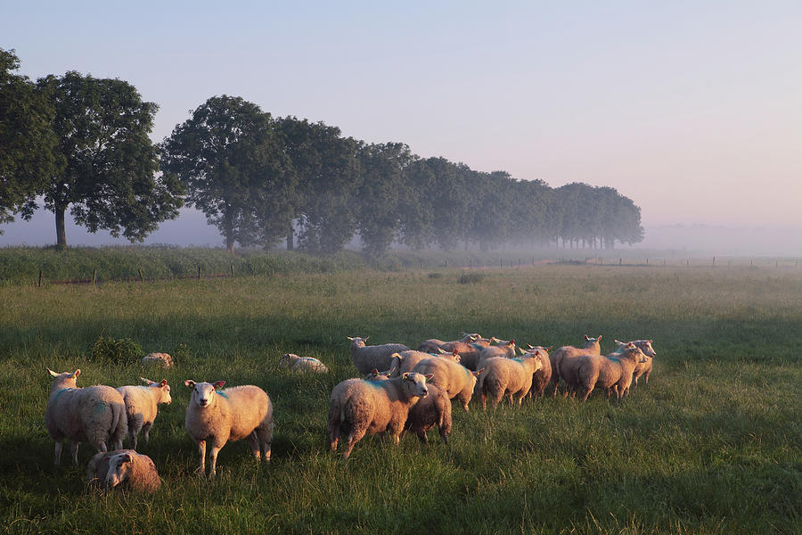 Sheep In Field With Morning Light And Photograph by Lhjb Photography