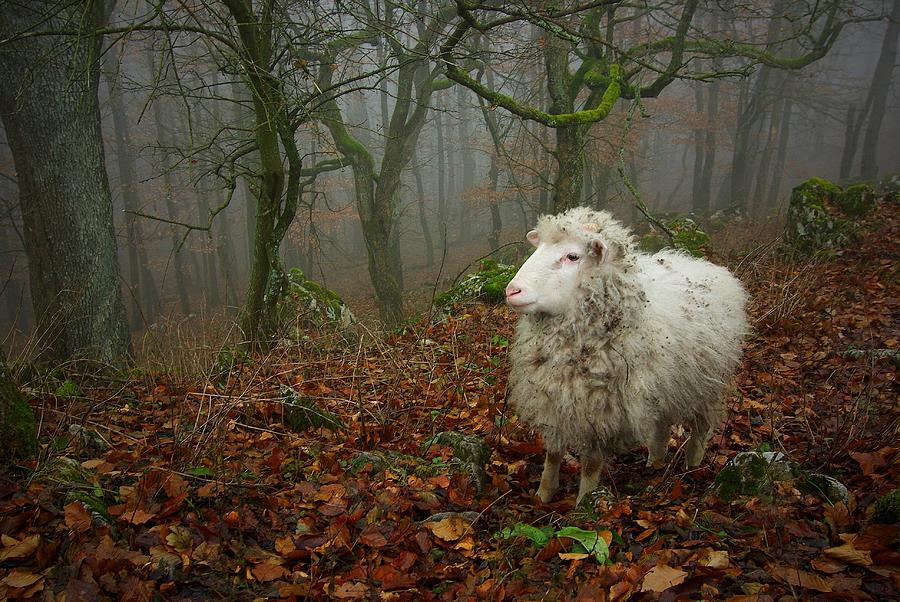 Sheep In Forest Photograph by Alexandra Jursova