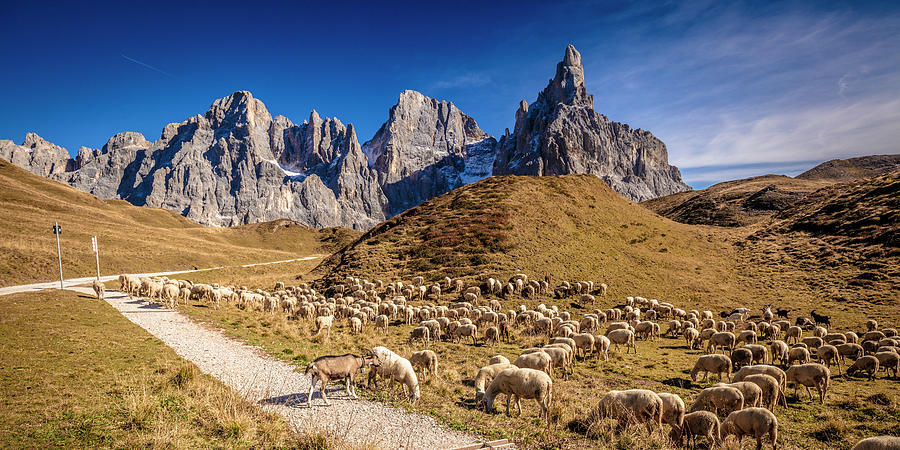 Sheep In Passo Rolle Photograph by Gualtiero Boffi