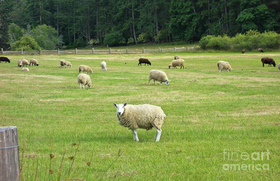 Sheep in the Meadow on Salt Spring Island Photograph by Maria Janicki