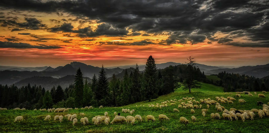 Sheep In The Meadow - Sunset Photograph by Mountain Dreams