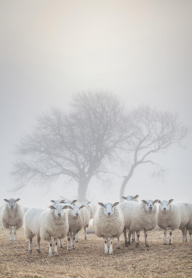 Sheep in the mist Photograph by Anita Nicholson