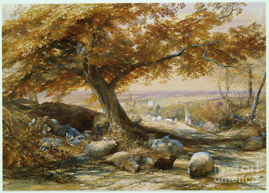 Sheep In The Shade, C.1851 Painting by Samuel Palmer