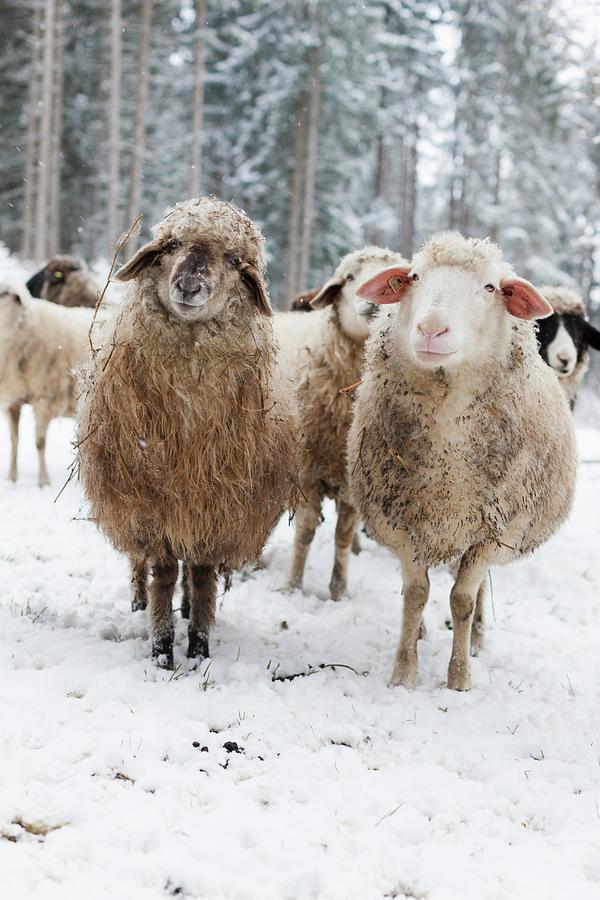 Sheep In Winter Pasture In Front Of Spruce Woodland Photograph by Sabine Lscher