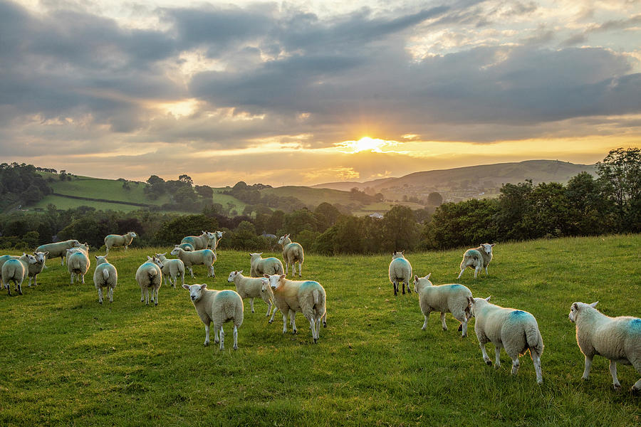 Sheep into the Sunrise  Photograph by John McGraw