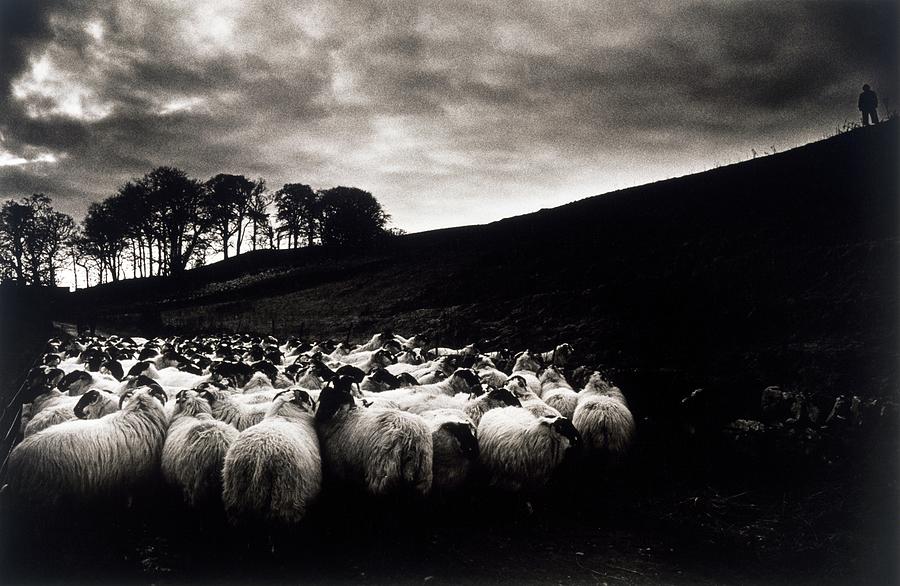 Sheep, Ireland Photograph by Design Pics / The Irish Image Collection ...