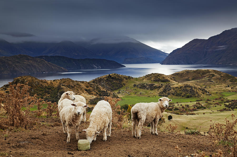 Landscape Photograph - Sheep Licking Salt, Mount Roys, Wanaka by DPK-Photo
