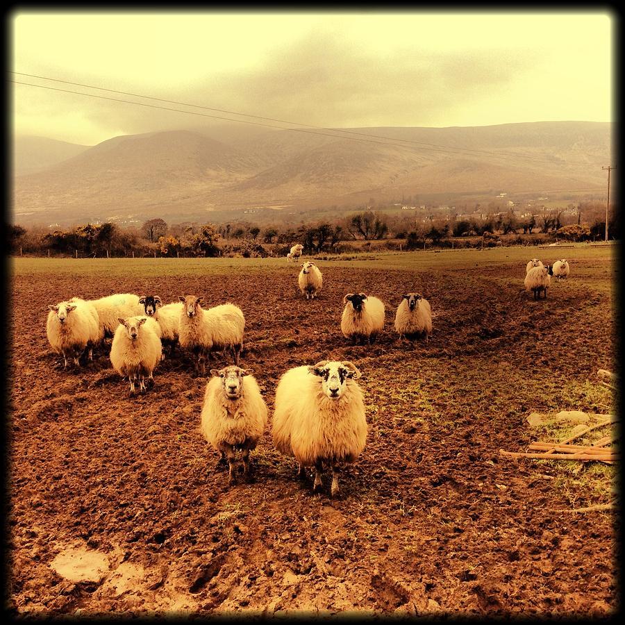 Sheep Photograph by Littleny Photographic Arts ~ Lisa Combs