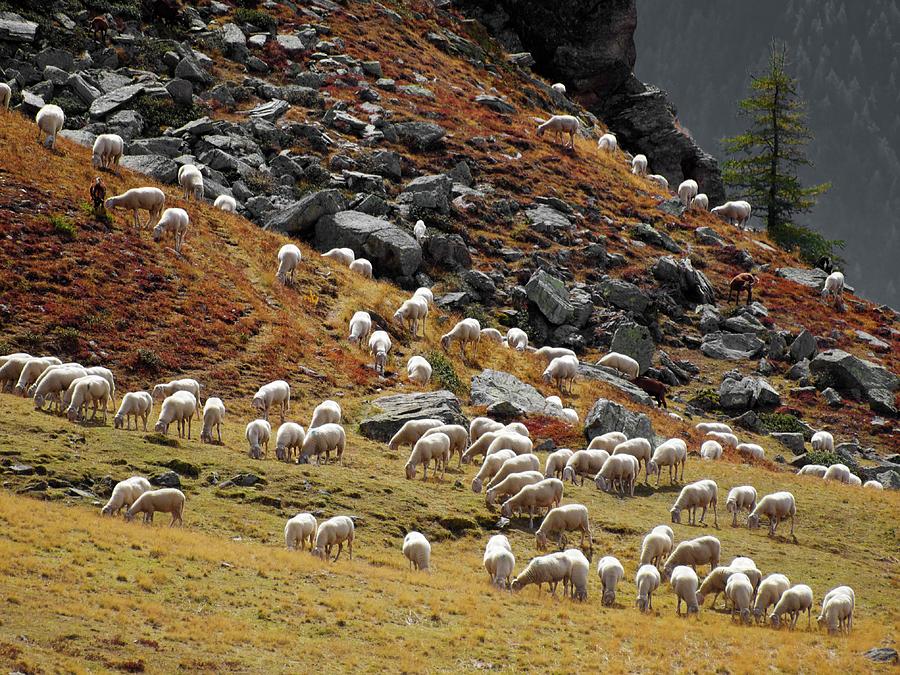 Sheep Photograph by Luigi Masella