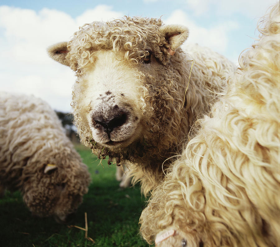 Sheep Photograph by Matt Carr