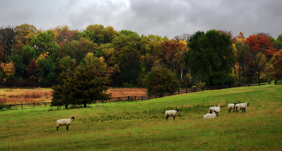 Sheep may Safely Graze -   sheep pasture in autumn south of Stoughton WI Photograph by Peter Herman
