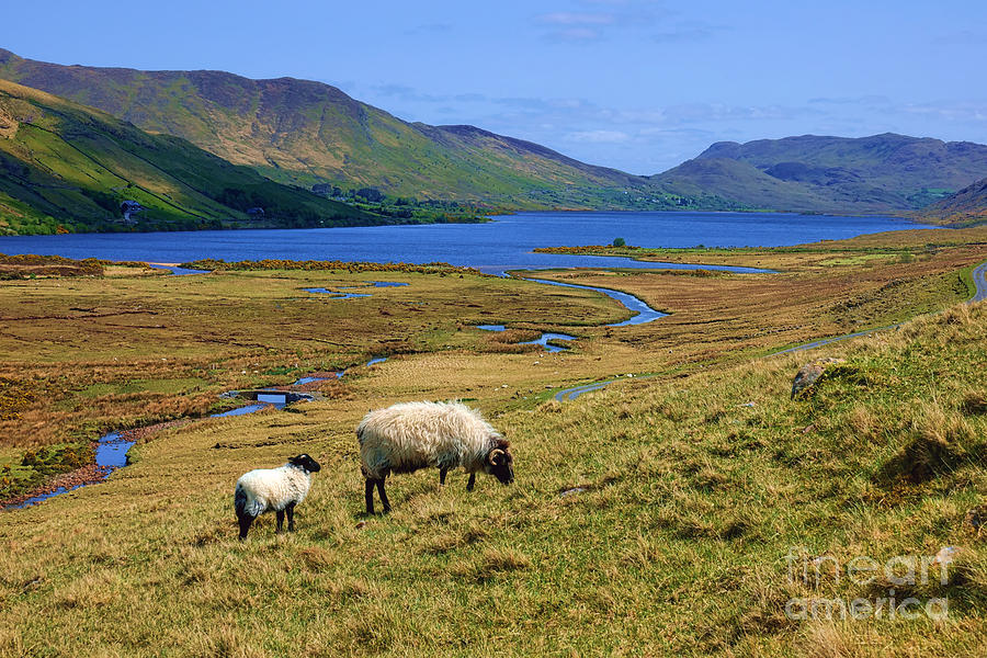 Sheep of Connemara  Photograph by Olivier Le Queinec