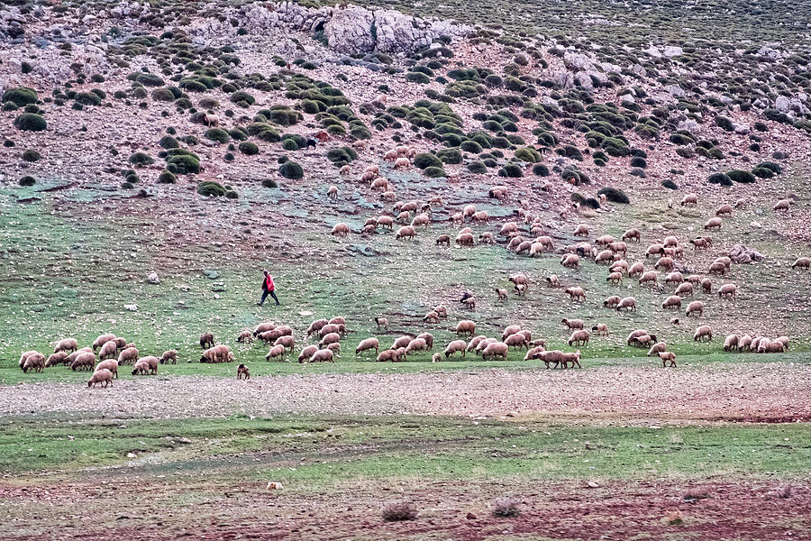 Sheep on a Hillside - Morocco Photograph by Stuart Litoff