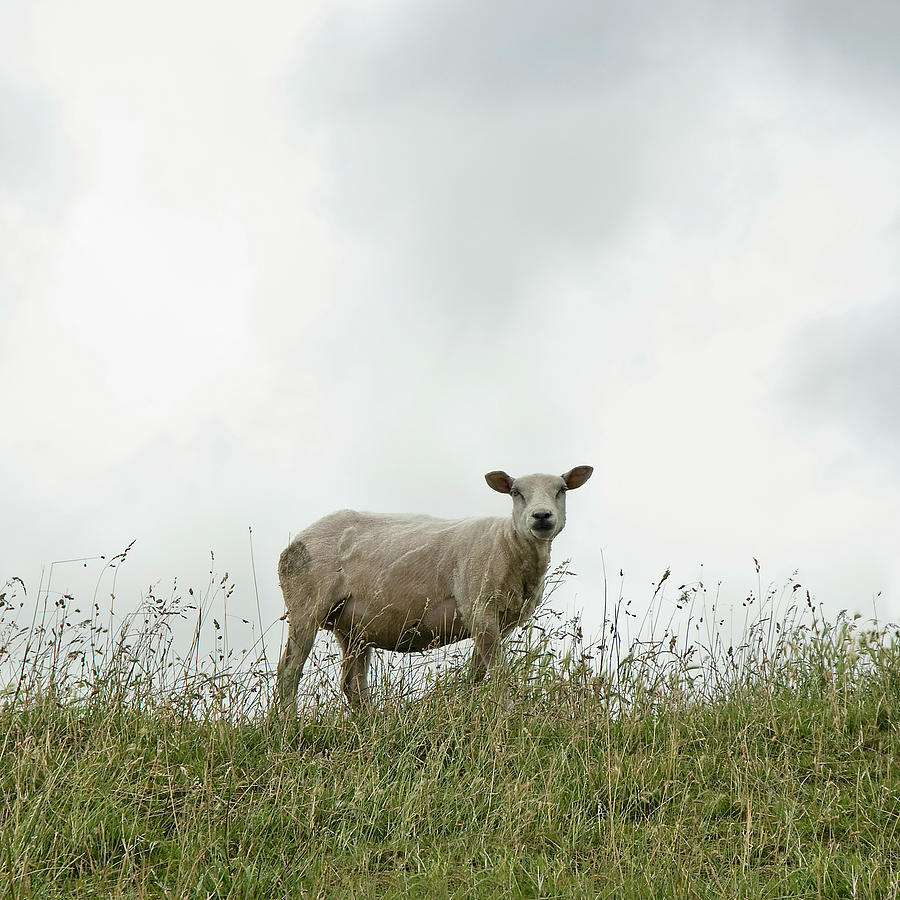 Sheep On Dyke Photograph by Ineke Kamps