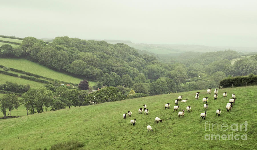 Sheep On Hillside On Misty Day Photograph by Suzanne Marshall