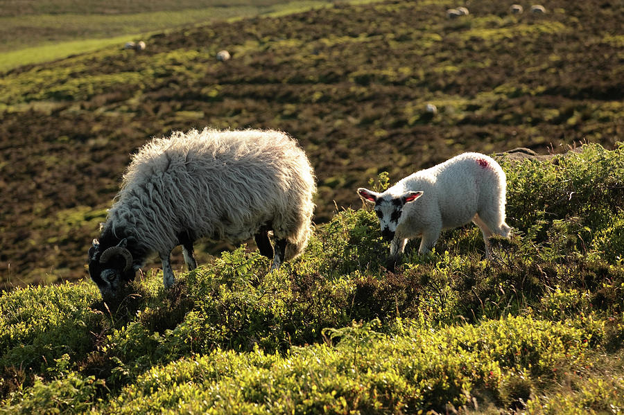 Sheep On Stanage Edge Photograph by Andy Stafford