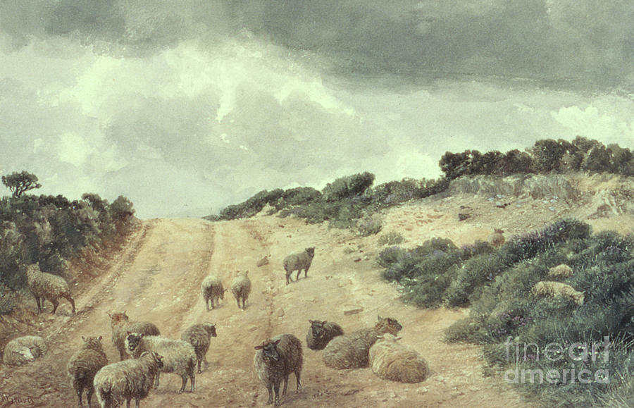 Richard Beavis Painting - Sheep on the Surrey Hills by Richard Beavis