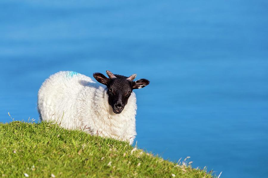 Sheep Over Keem Bay, Ireland Digital Art by Sebastian Wasek