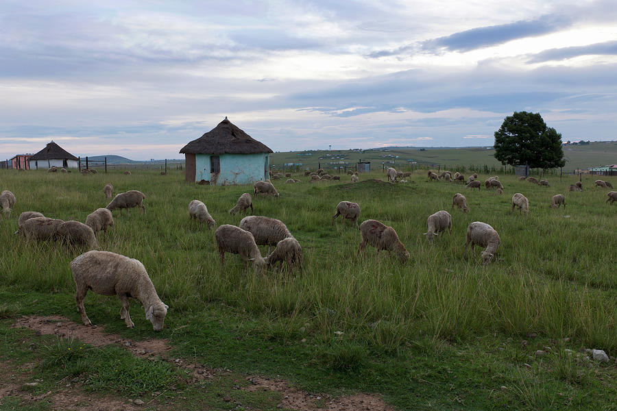 Sheep Ovis Aries Grazing Around Photograph by Neil Austen