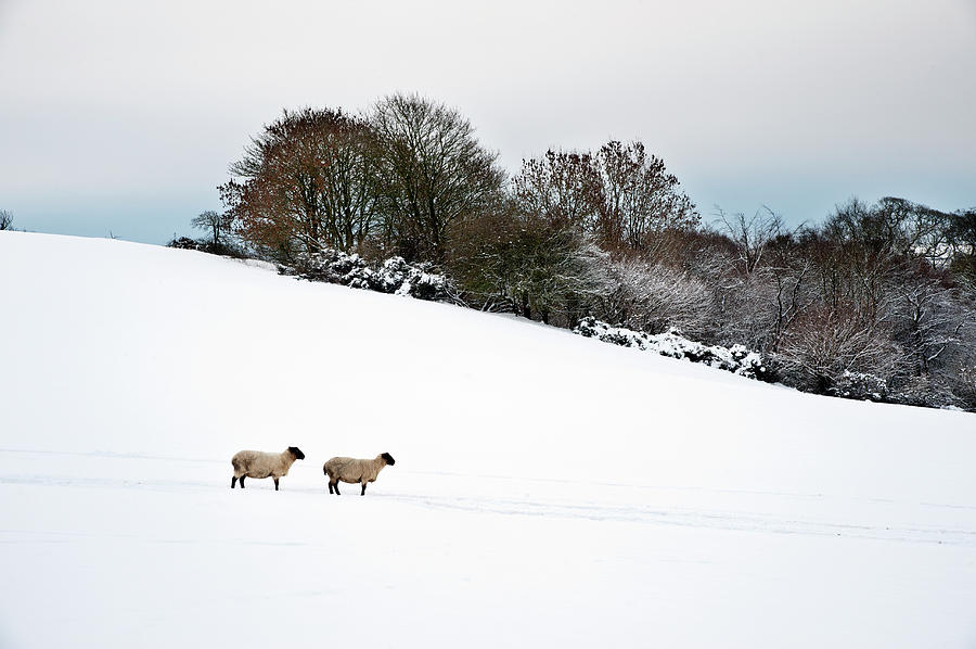 Sheep Ovis Aries In A Snow Covered Field Photograph by Mike Hill