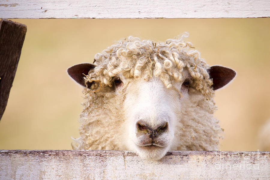 Sheep  Photograph by Rachel Morrison
