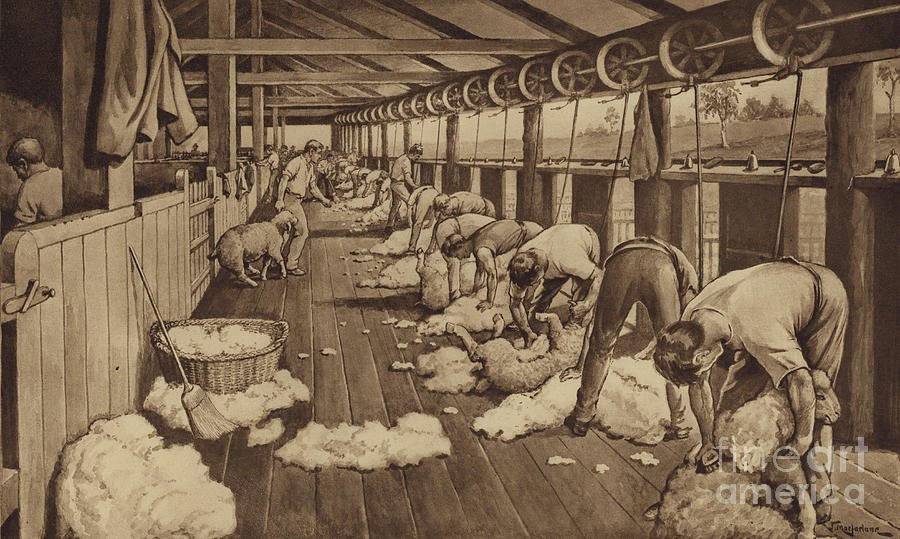 Sheep Shearing In Australia Drawing By J Macfarlane Fine Art America