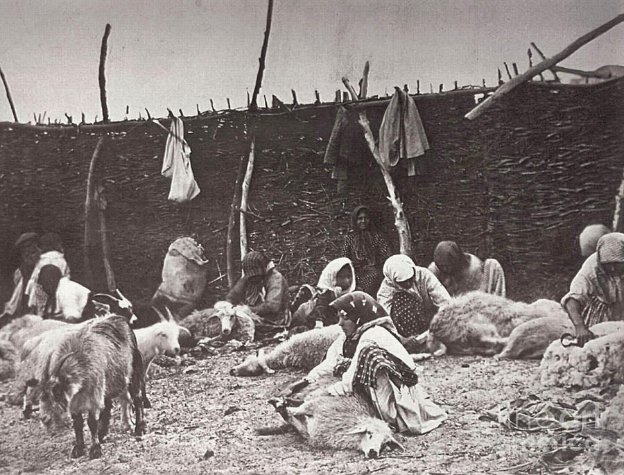 Sheep Shearing, Russia, C1875-c1877 Drawing by Heritage Images