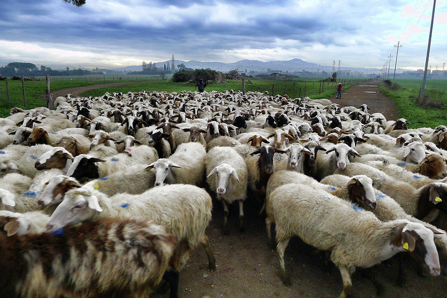 Sheep Shepherd Photograph by Leonardo Sagnotti
