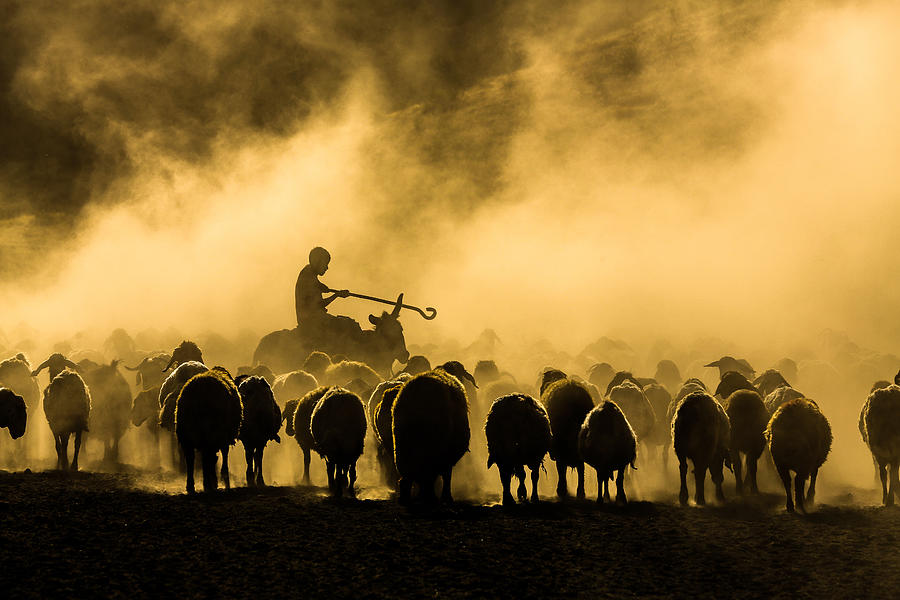 Animal Photograph - Sheep Shepherd by mm  Nisan Kandilcioglu