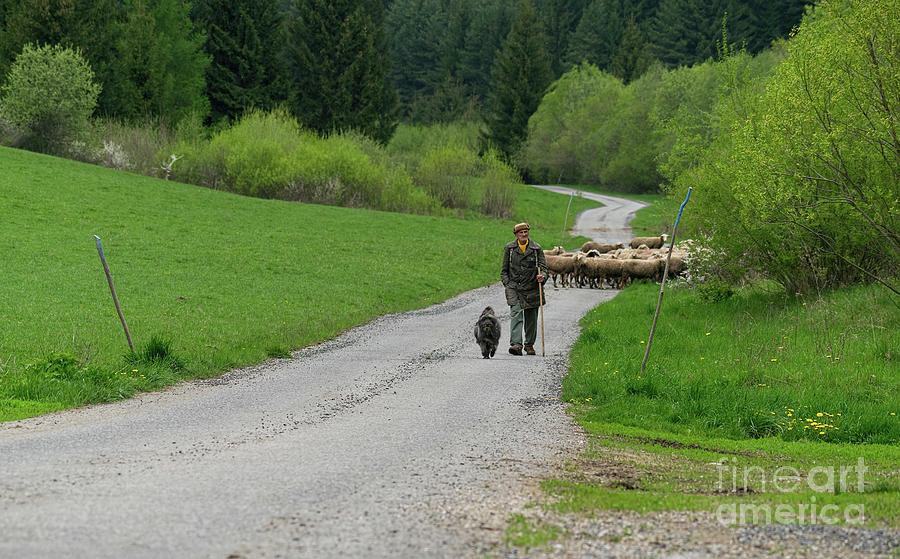 Sheep Shepherd With His Dog Photograph by Les Palenik