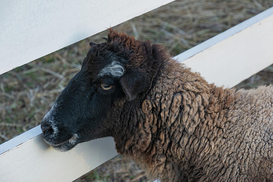 Sheep Side Eye Photograph by Liz Albro