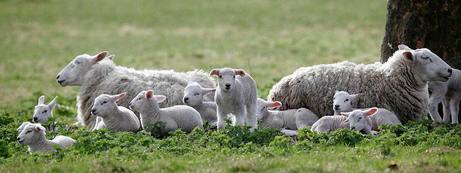 Sheep Sit with Their Lambs in a Field Photograph by Eddie Keogh - Fine ...
