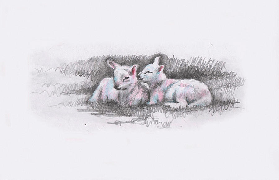 Sheep Drawing - Sheep sketch I by Helen White