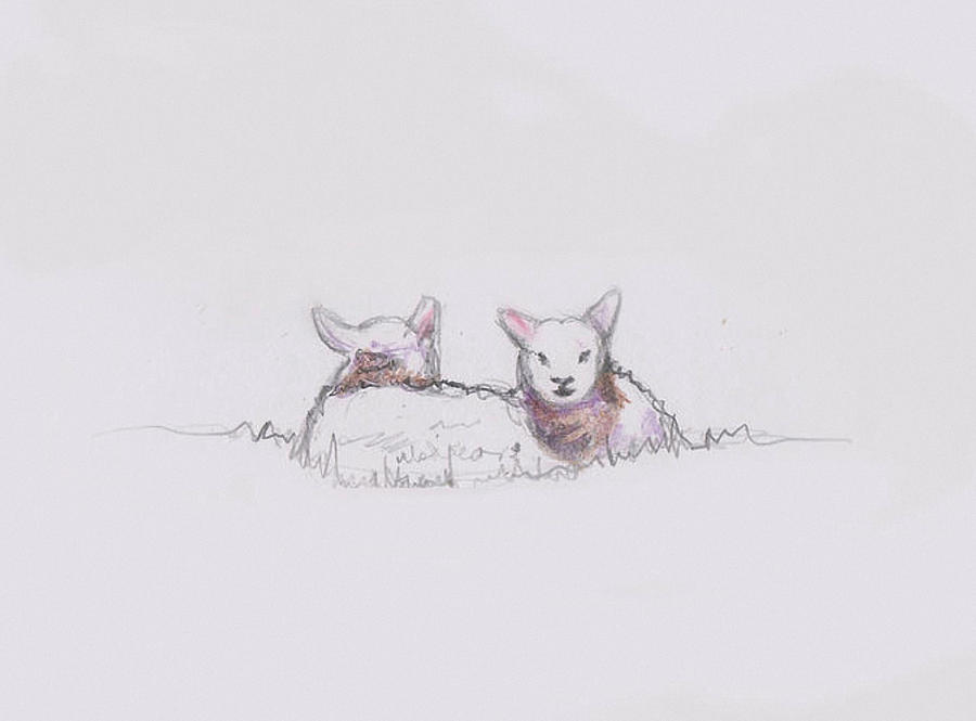 Sheep Drawing - Sheep sketch II by Helen White Sheep Drawing - Sheep sketch II by Helen White