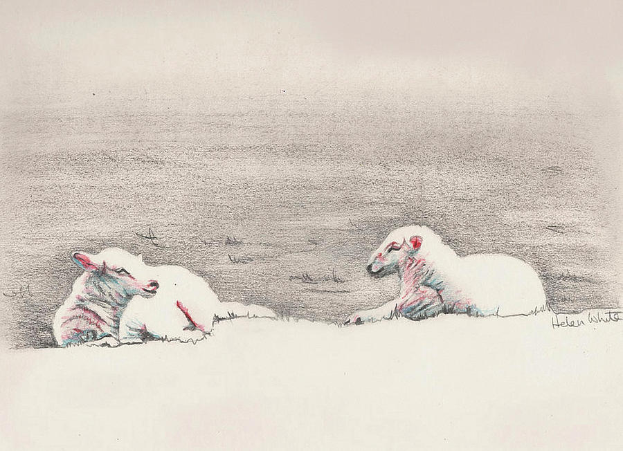Sheep Drawing - Sheep sketch III by Helen White Sheep Drawing - Sheep sketch III by Helen White