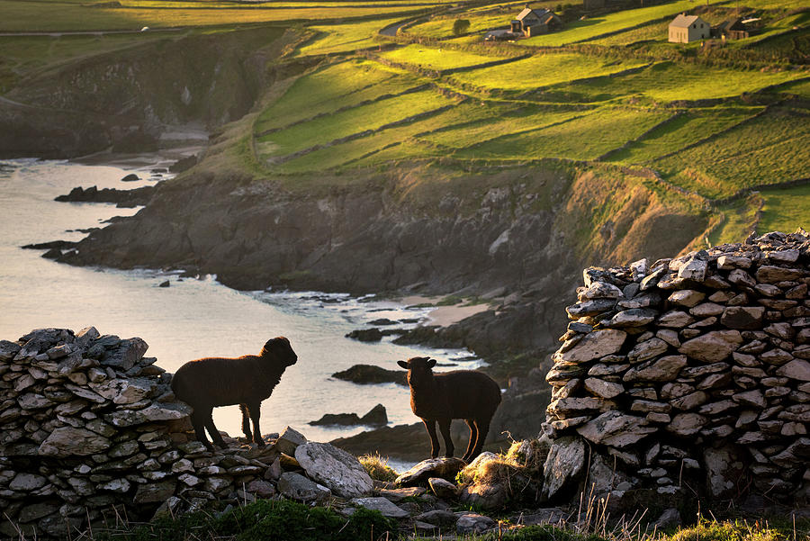 Sheep Standing On Cliff Side, Coumeenole Beach, Slea Head Drive, Dingle ...