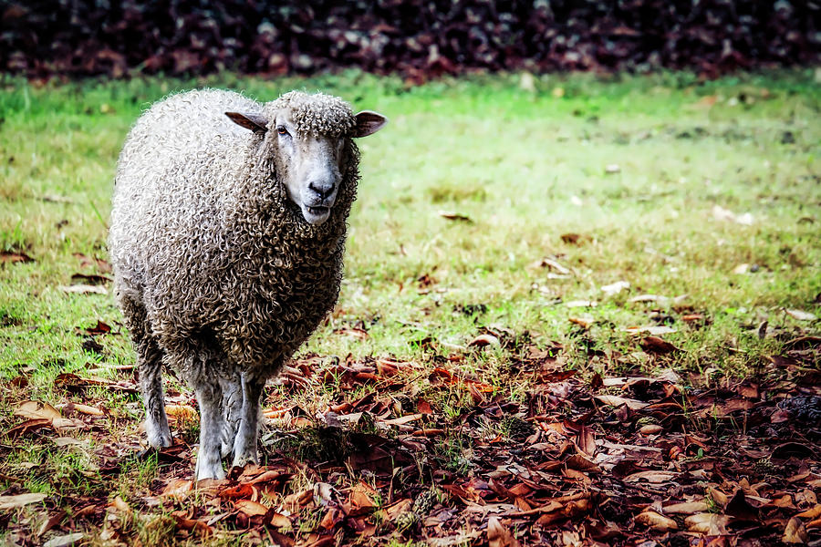 Sheep Photograph by Bill Chizek
