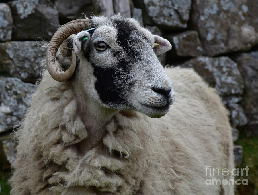 Sheep With Curved Horns in the Dales of England Photograph by DejaVu Designs