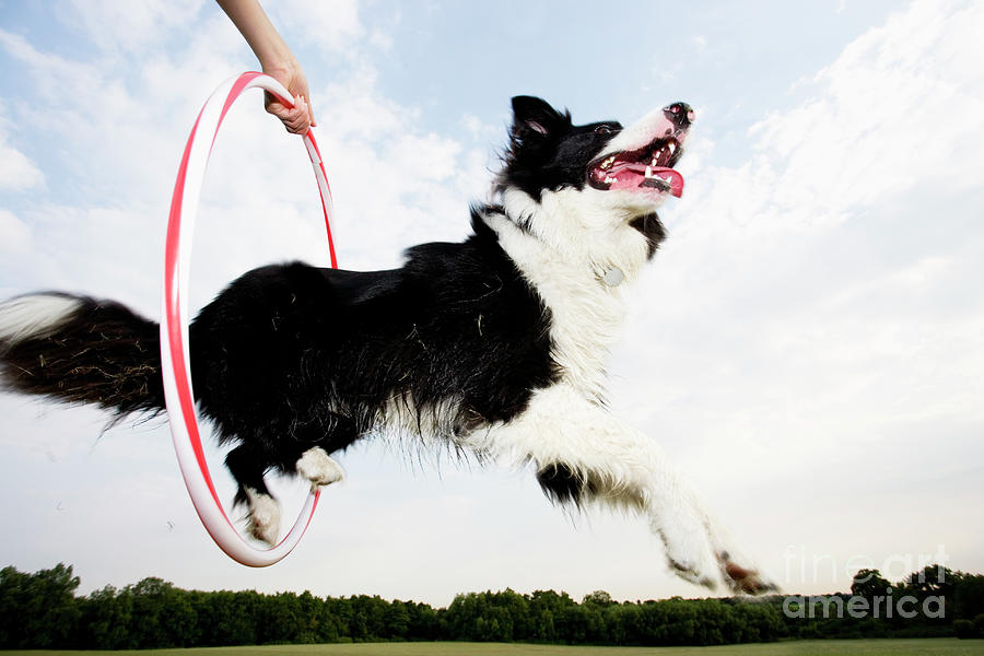 Sheepdog Jumping Through A Hoop Photograph by Conceptual Images/science Photo Library