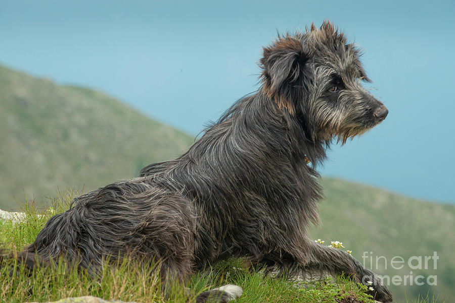 Sheepdog Photograph by Philippe Psaila/science Photo Library