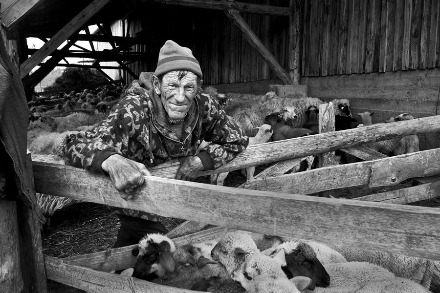 Sheep Photograph - Sheeperd by Zoran Toldi
