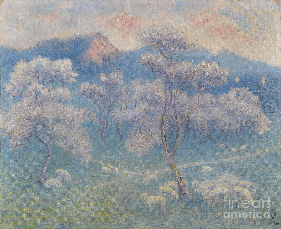 Sheeps And Almond Blossoms Drawing by Heritage Images