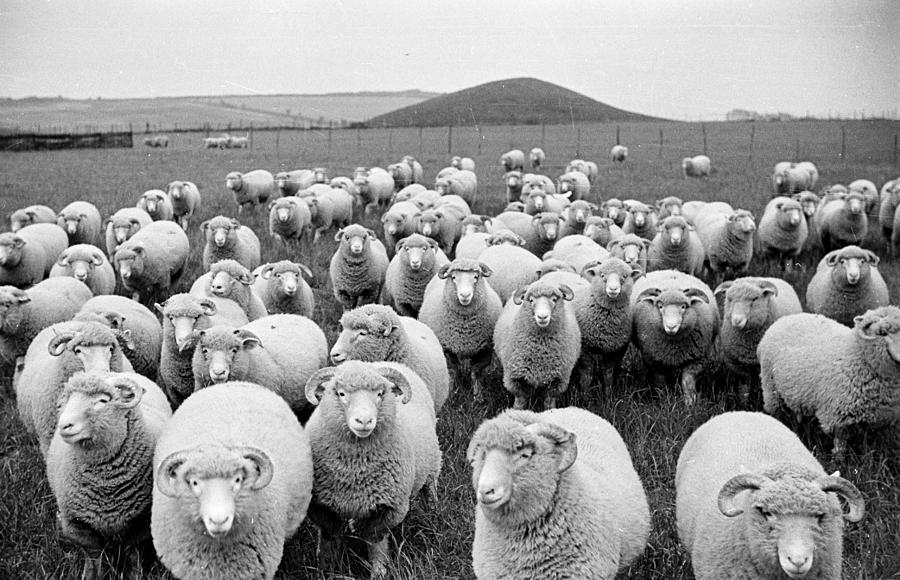 Sheeps Eyes Photograph by Raymond Kleboe