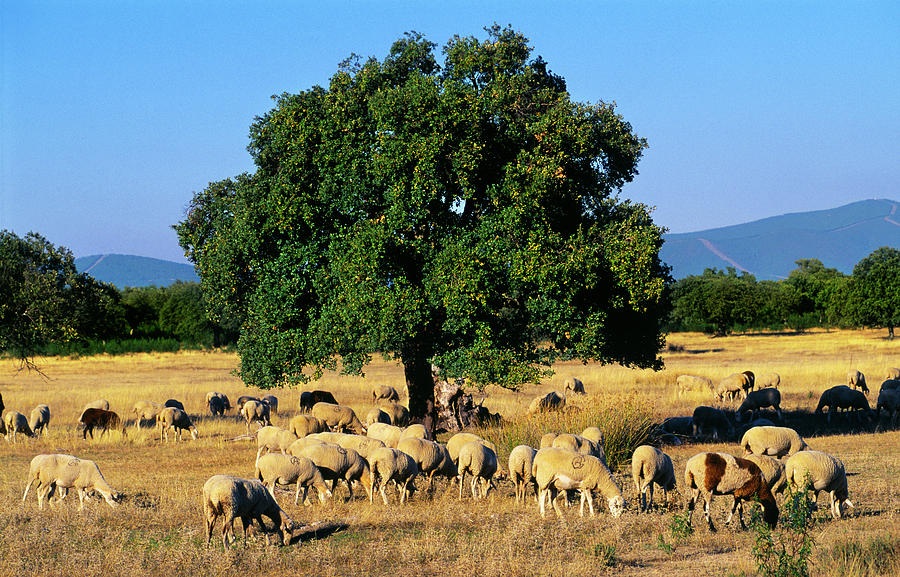 Sheeps In Dehesa, Typical Pasture Of Photograph by Gonzalo Azumendi
