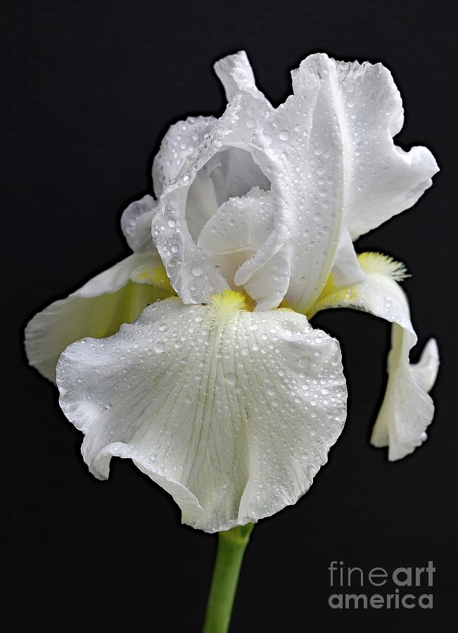 Sheer Elegance Of A  White Bearded Iris Photograph