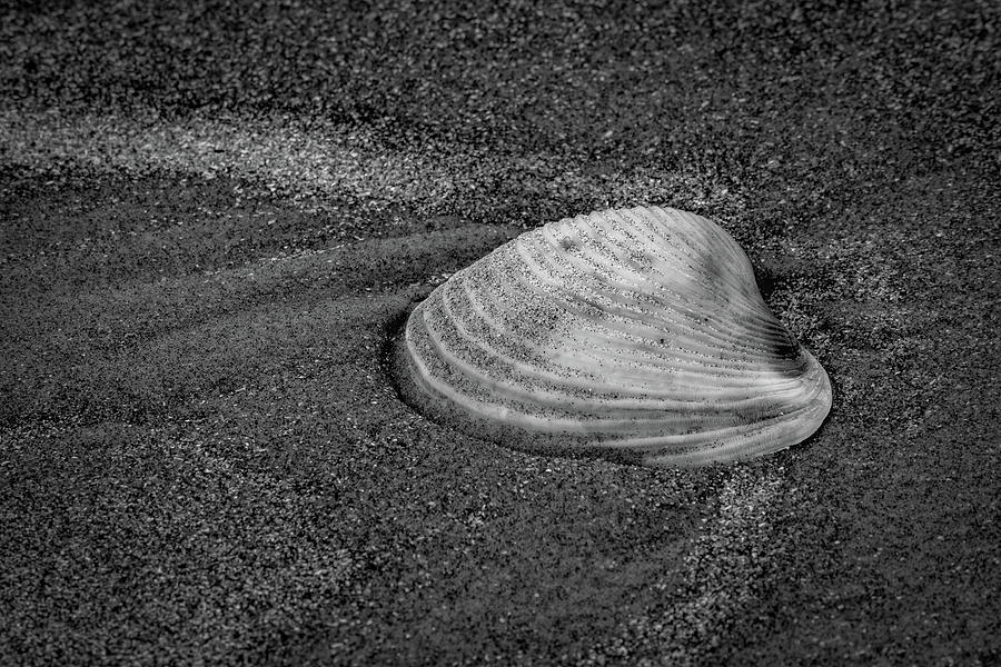 Shell 1 Photograph by David Heilman