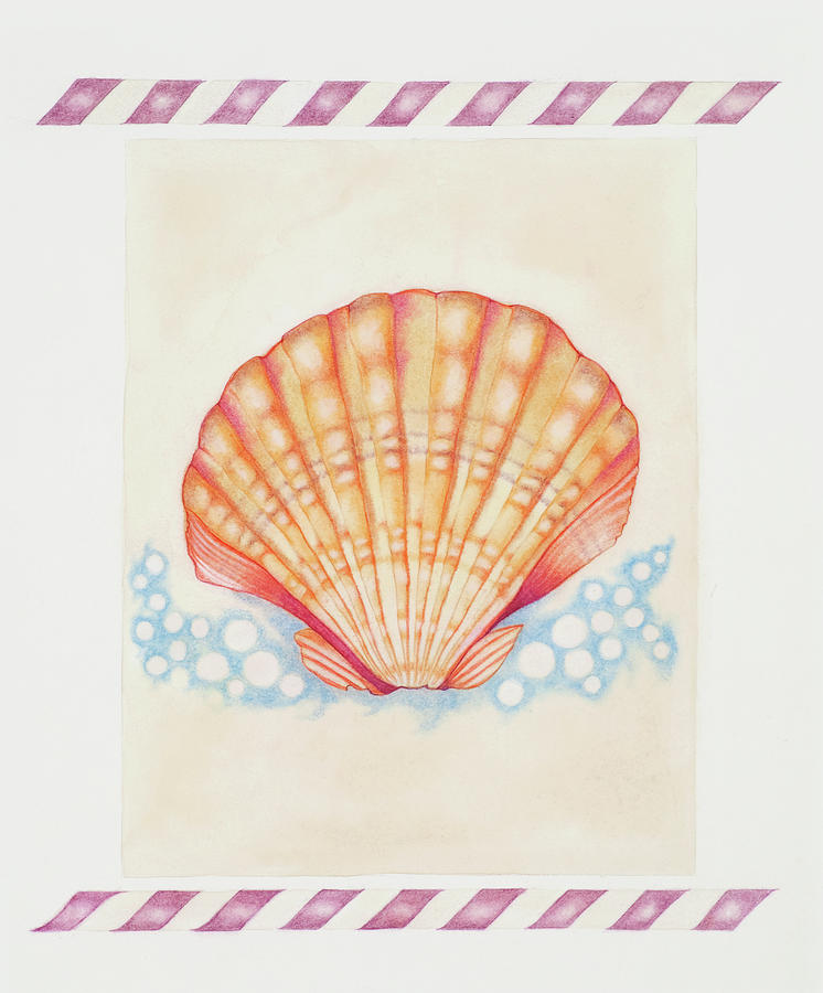Sea Shell Painting - Shell Cardita by Deborah Kopka