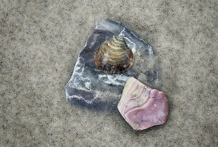 Shell Collection Photograph by Cate Franklyn