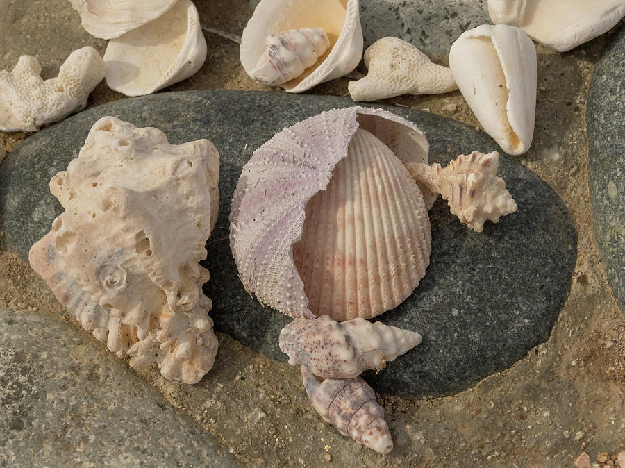 Shell Collection Photograph by Jean Noren